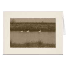 Pelicans Greeting Cards