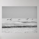 Pelicans in Flight posters