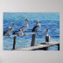 Pelicans Poster