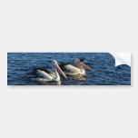 Pelicans with Fish Bumper Sticker