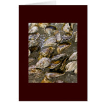 Pemaquid Oysters Card