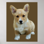 Pembroke Welsh Corgi Cute Print