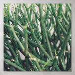 Pencil Cactus - Customised posters