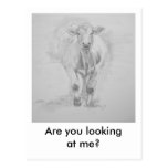 Pencil Drawing of a Cow walking towards you Post Cards