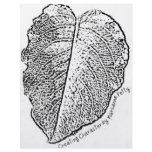 Pencil Sketch Leaf Full Color Flyer