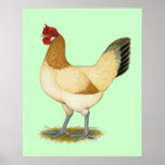 Penedesenca:  Wheaten Hen Posters