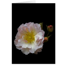 Penelope Card