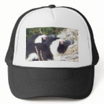 Penguin Baseball Cap hats