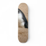 Penguin Bird Animal skateboards