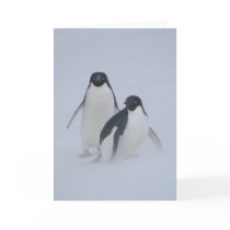 Penguin Blizzard Cards