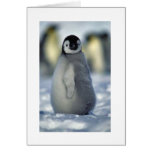 penguin chick greeting card