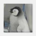 Penguin Chick Refrigerator Magnets