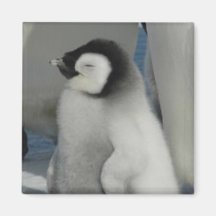 Penguin Chick Refrigerator Magnets
