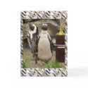 Penguin Concert, Winds and Piano cards