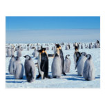 Penguin Gathering Post Cards