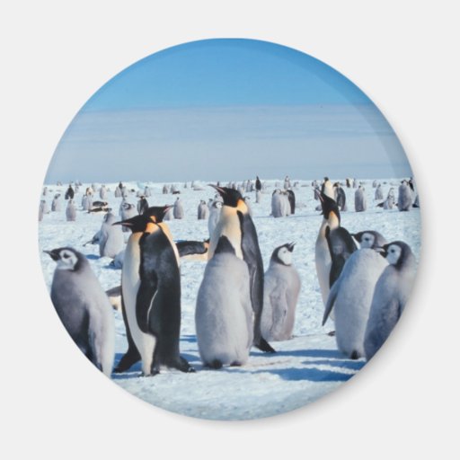 Penguin Gathering Refrigerator Magnet