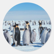 Penguin Gathering Stickers