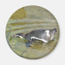 Penguin going swimming refrigerator magnet