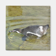 Penguin going swimming refrigerator magnet