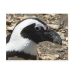 penguin head postcard