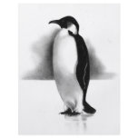 PENGUIN IN PENCIL: REALISM ART flyers