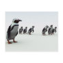 Penguin Line-up Post Cards