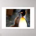 penguin,lovely posters