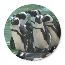 Penguin Magnet