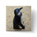 Penguin on sand