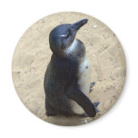 Penguin on sand magnets
