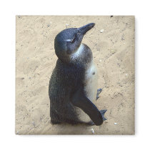 Penguin on sand