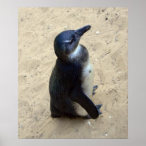 Penguin on sand