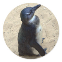 Penguin on sand