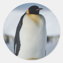 Penguin Parent & Chick Sticker