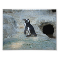 Penguin Photo Art