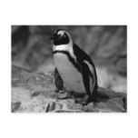 Penguin postcards
