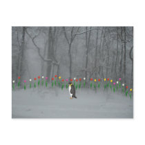 Penguin Spring Walk