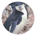 PENGUIN STICKERS