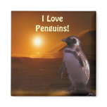 PENGUIN SUNSET Penguin Lover Art Magnet