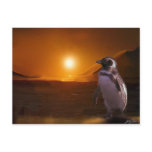 PENGUIN SUNSET postcards
