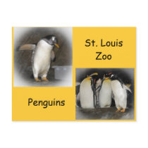 Penguins at the Zoo Post Cards