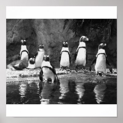 Penguins Galore Posters