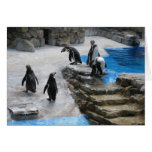 Penguins Greeting Card
