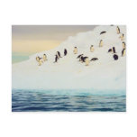 Penguins On Ice, postcard