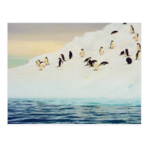 Penguins On Ice, postcard