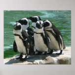 Penguins Photo Print