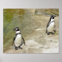 Penguins Print
