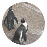 Penguins stickers