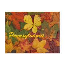 Pennsylvania Autumn Leaves Postcard