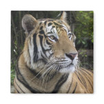 Pensive Tiger Magnet